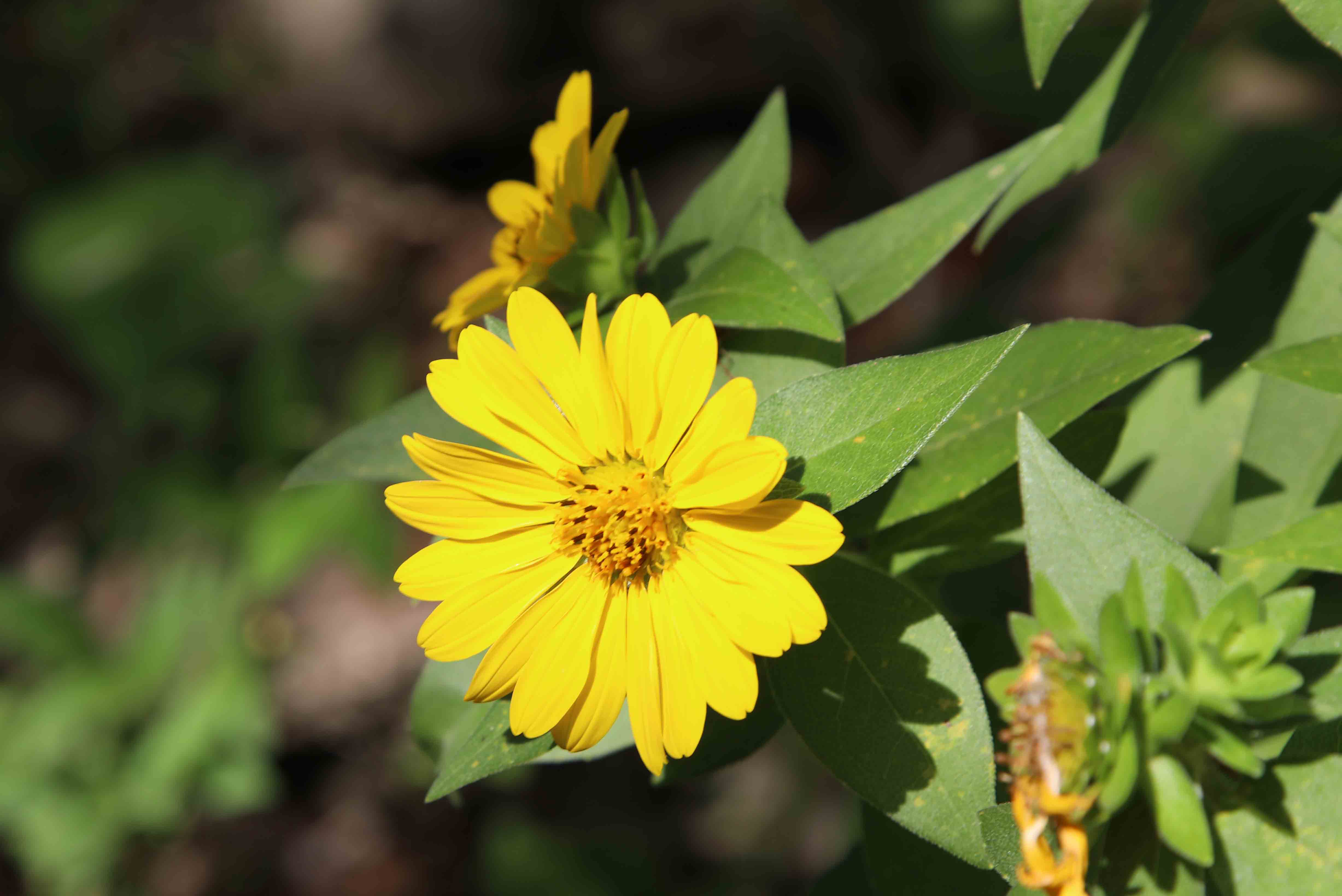 Texas Wildflowers