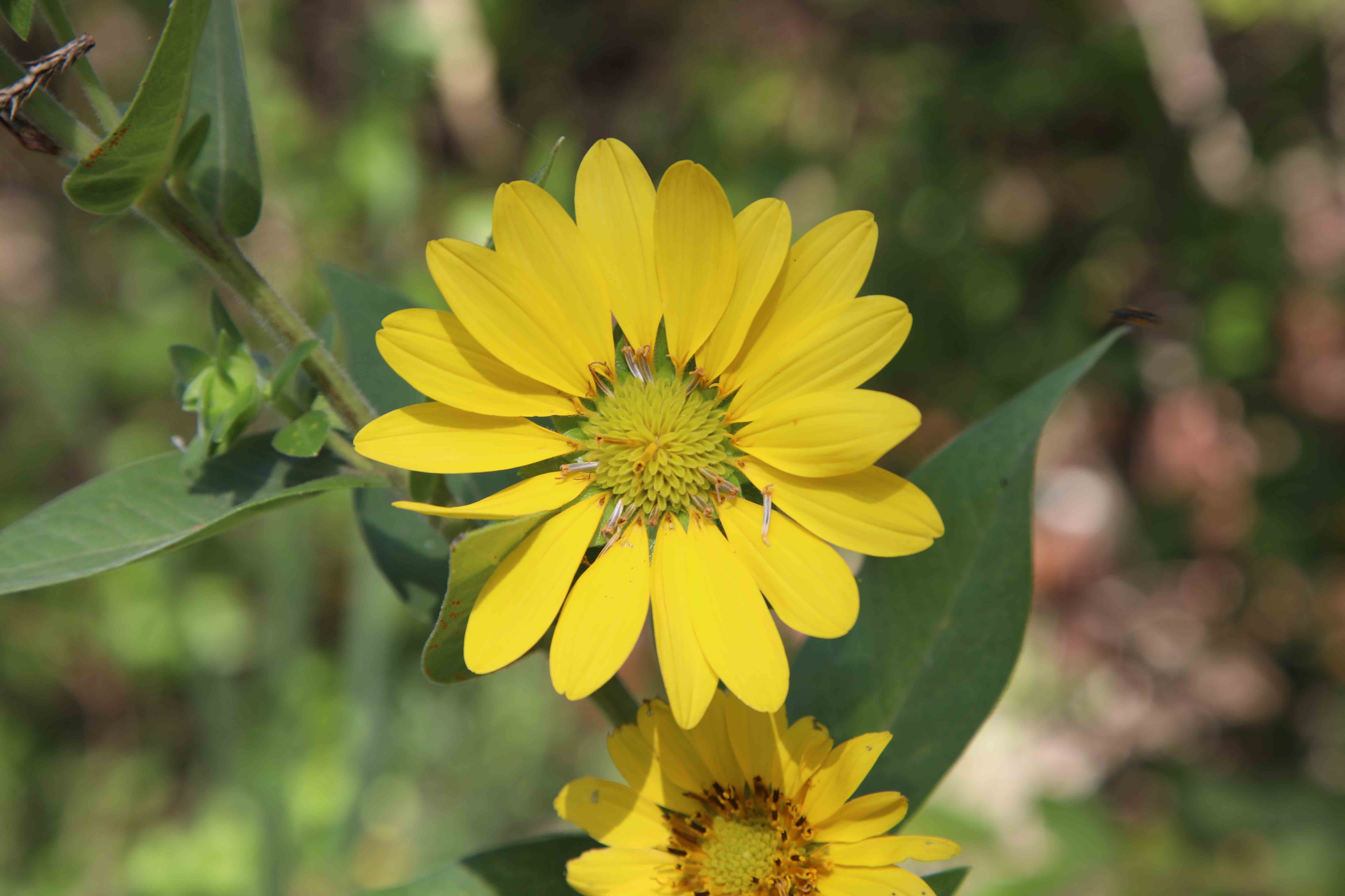 Texas Wildflowers